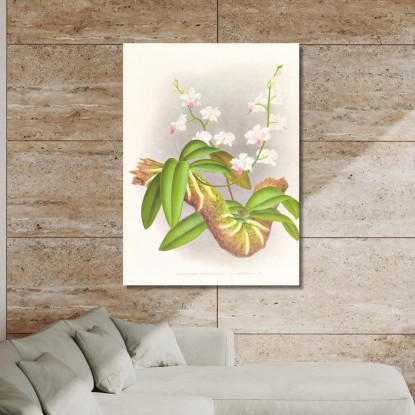 Illustrazioni Botaniche Phalaenopsis Esmeralda Var Candidula Jean Jules Linden jjl136 quadro stampato su tela