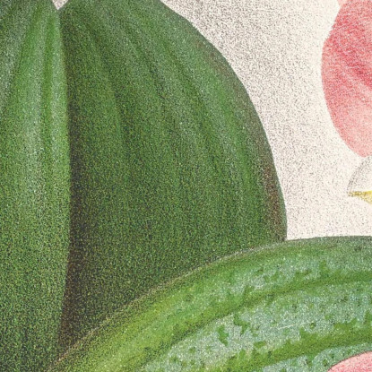 Illustrazioni Botaniche Phalaenopsis Sanderiana Jean Jules Linden jjl138 quadro stampato su tela