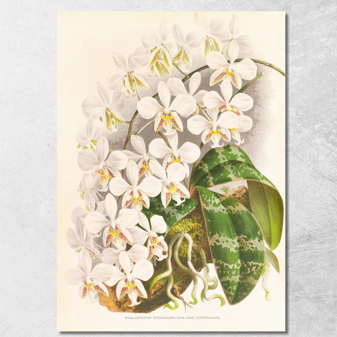 Illustrazioni Botaniche Phalaenopsis Stuartiana Jean Jules Linden jjl140 quadro stampato su tela Illustrazioni Botaniche Phalaenopsis Stuartiana Jean Jules Linden jjl140 quadro stampato su tela
