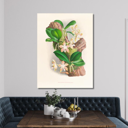 Illustrazioni Botaniche Phalaenopsis Sumatrana Jean Jules Linden jjl141 quadro stampato su tela