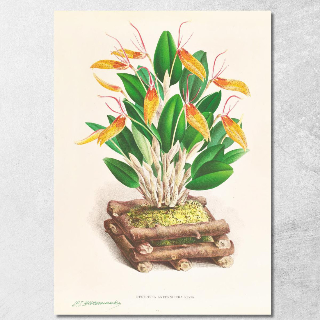 Illustrazioni Botaniche Restrepia Antennifera Jean Jules Linden jjl143 quadro stampato su tela Illustrazioni Botaniche Restrepia Antennifera Jean Jules Linden jjl143 quadro stampato su tela