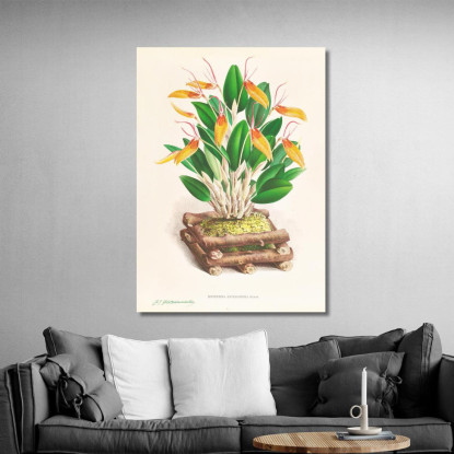 Illustrazioni Botaniche Restrepia Antennifera Jean Jules Linden jjl143 quadro stampato su tela