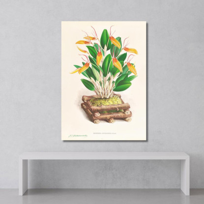 Illustrazioni Botaniche Restrepia Antennifera Jean Jules Linden jjl143 quadro stampato su tela