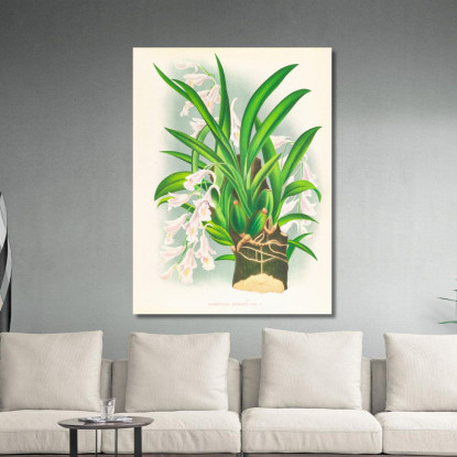 Illustrazioni Botaniche Rodriguezia Refracta Jean Jules Linden jjl144 quadro stampato su tela
