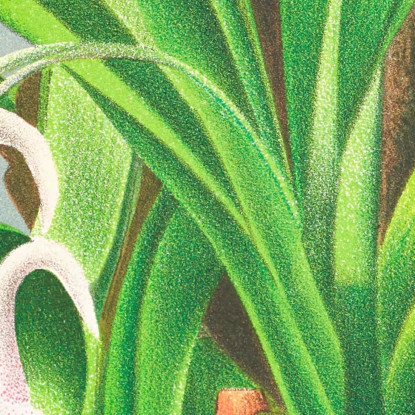 Illustrazioni Botaniche Rodriguezia Refracta Jean Jules Linden jjl144 quadro stampato su tela