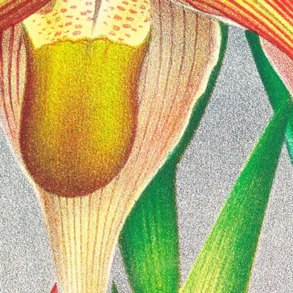 Illustrazioni Botaniche Selenipedium Grande Jean Jules Linden jjl147 quadro stampato su tela