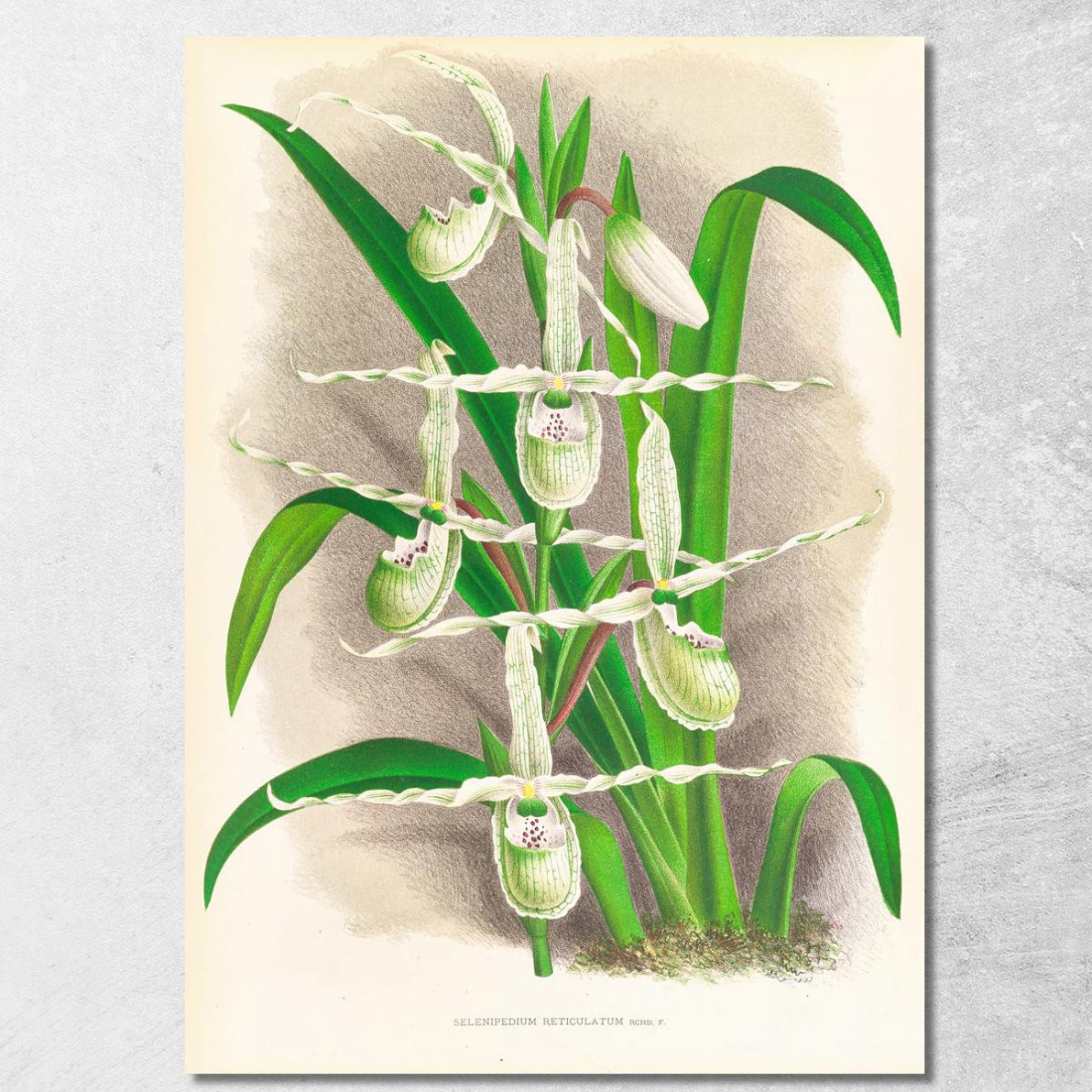 Illustrazioni Botaniche Selenipedium Reticulatum Jean Jules Linden jjl148 quadro stampato su tela Illustrazioni Botaniche Selenipedium Reticulatum Jean Jules Linden jjl148 quadro stampato su tela