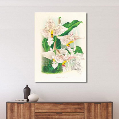 Illustrazioni Botaniche Stanhopea Oculata Jean Jules Linden jjl152 quadro stampato su tela