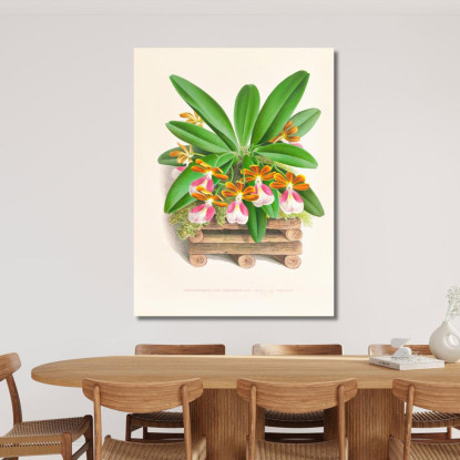 Illustrazioni Botaniche Trichocentrum Albo Purpureum Jean Jules Linden jjl154 quadro stampato su tela
