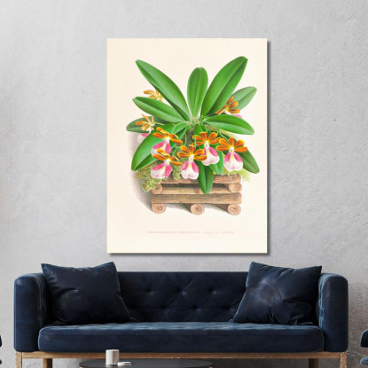 Illustrazioni Botaniche Trichocentrum Albo Purpureum Jean Jules Linden jjl154 quadro stampato su tela