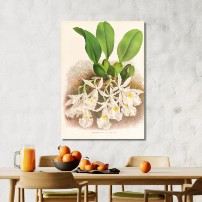 Illustrazioni Botaniche Trichopilia Suavis Jean Jules Linden jjl156 quadro stampato su tela