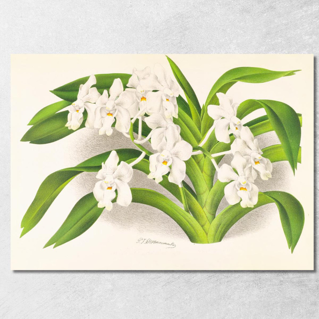 Illustrazioni Botaniche Vanda Denisoniana Jean Jules Linden jjl158 quadro stampato su tela Illustrazioni Botaniche Vanda Denisoniana Jean Jules Linden jjl158 quadro stampato su tela