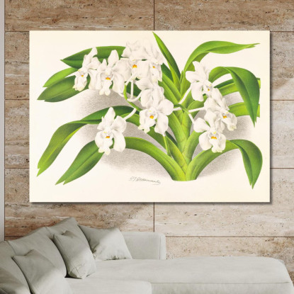Illustrazioni Botaniche Vanda Denisoniana Jean Jules Linden jjl158 quadro stampato su tela