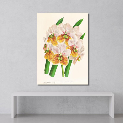 Illustrazioni Botaniche Vanda Sanderiana Var Labello Viridi Jean Jules Linden jjl161 quadro stampato su tela