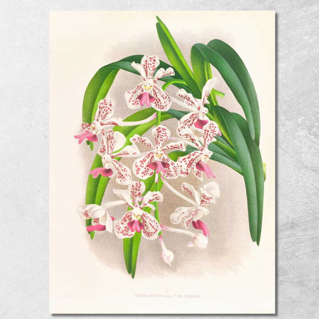Illustrazioni Botaniche Vanda Suavis Jean Jules Linden jjl162 quadro stampato su tela Illustrazioni Botaniche Vanda Suavis Jean Jules Linden jjl162 quadro stampato su tela