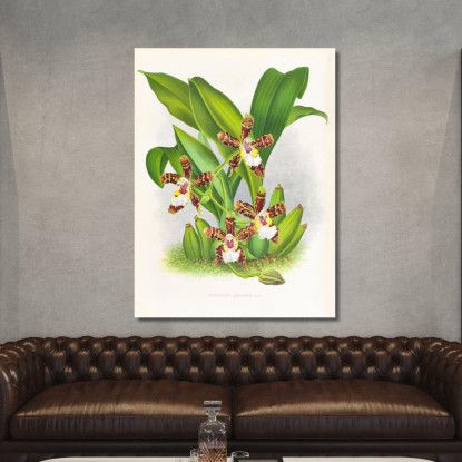 Illustrazioni Botaniche Zygopetalum Jorisianum Jean Jules Linden jjl164 quadro stampato su tela