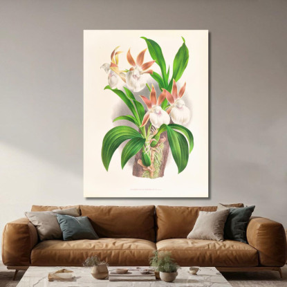 Illustrazioni Botaniche Zygopetalum Rostratum Jean Jules Linden jjl165 quadro stampato su tela