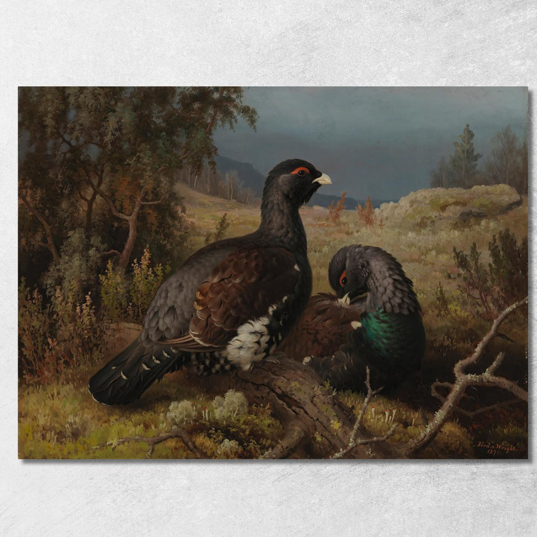 Maschi Di Gallo Cedrone Ferdinand von Wright fvw6 quadro stampato su tela Maschi Di Gallo Cedrone Ferdinand von Wright fvw6 quadro stampato su tela