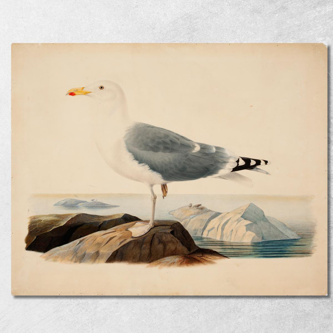 Gabbiano Reale Europeo Ferdinand von Wright fvw8 quadro stampato su tela