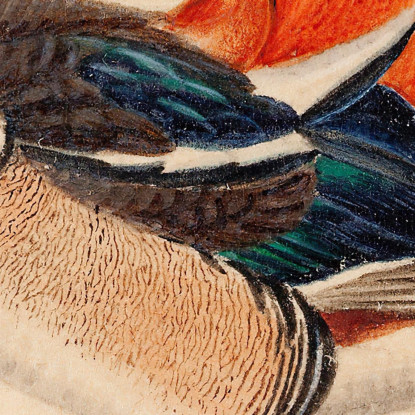 Anatra Mandarina Ferdinand von Wright fvw19 quadro stampato su tela