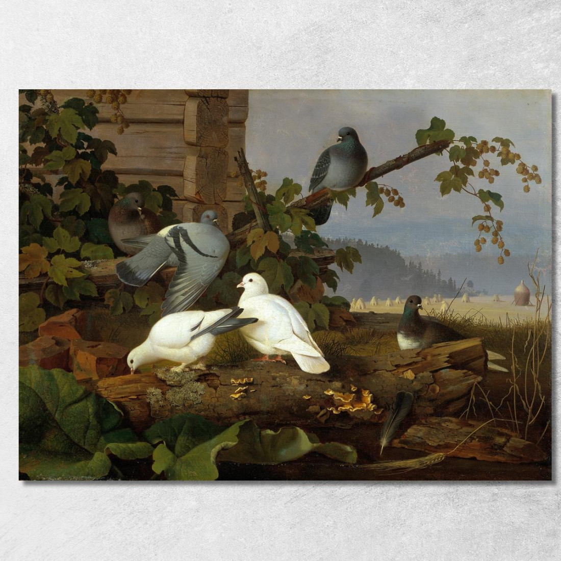 Piccioni Ferdinand von Wright fvw22 quadro stampato su tela Piccioni Ferdinand von Wright fvw22 quadro stampato su tela