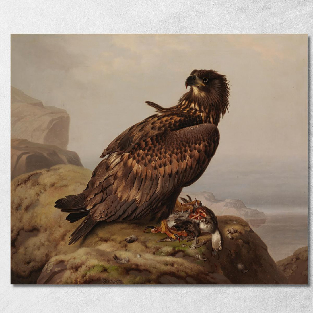 Aquila Di Mare Con La Sua Preda Ferdinand von Wright fvw32 quadro stampato su tela Aquila Di Mare Con La Sua Preda Ferdinand von Wright fvw32 quadro stampato su tela
