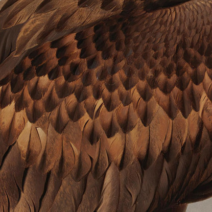 Aquila Di Mare Con La Sua Preda Ferdinand von Wright fvw32 quadro stampato su tela