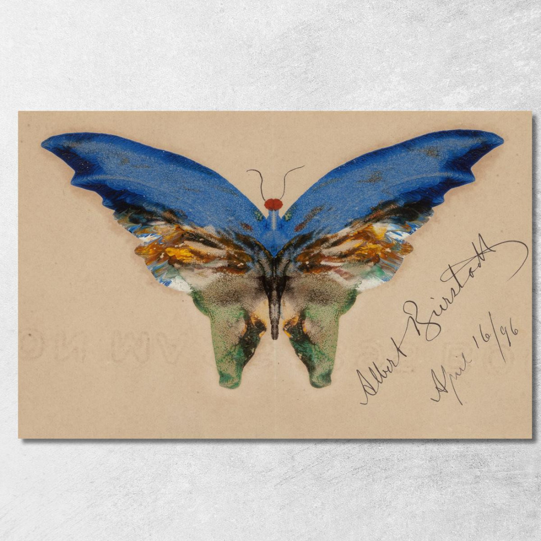 Farfalla Blu Albert Bierstadt abr5 quadro stampato su tela Farfalla Blu Albert Bierstadt abr5 quadro stampato su tela