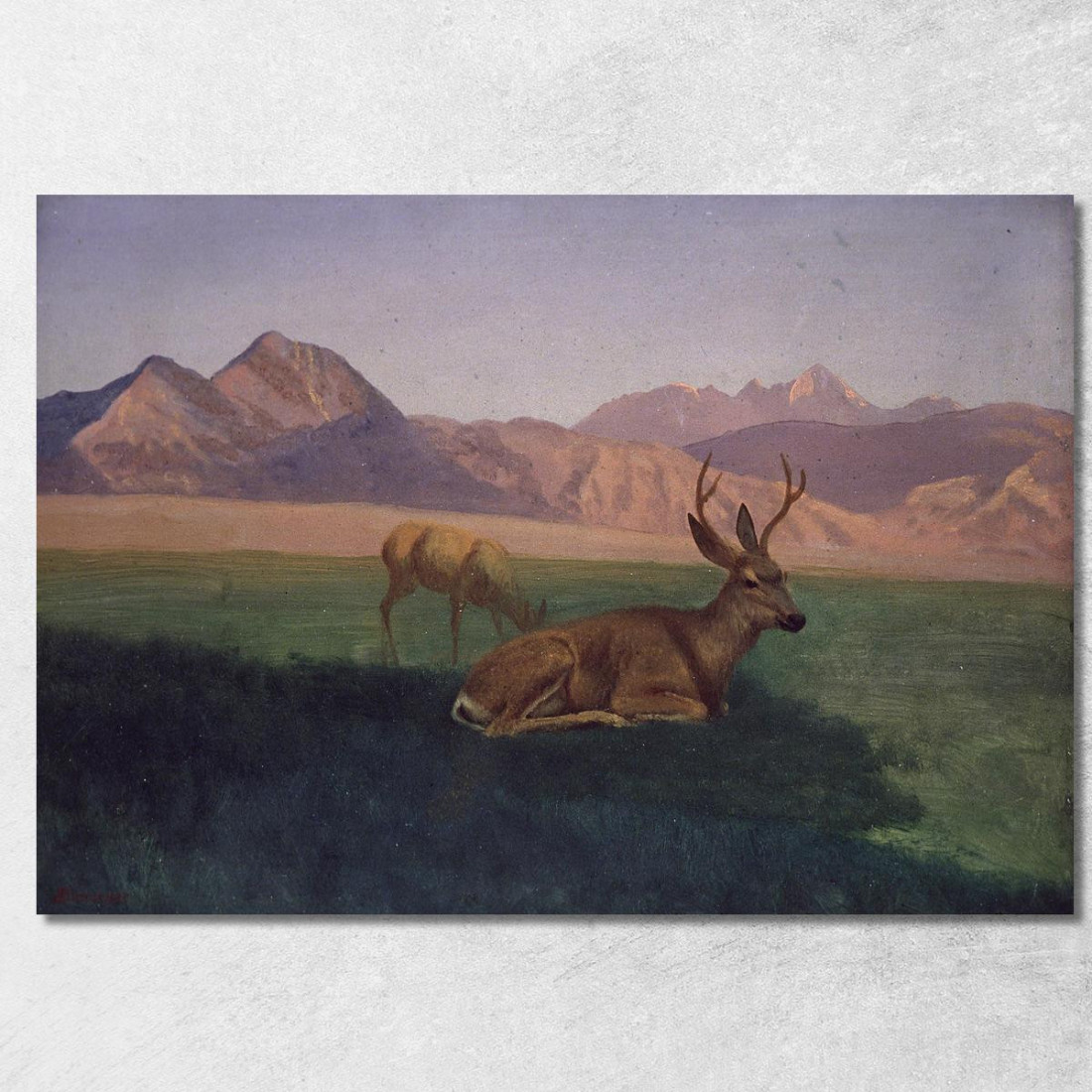 Cervo Albert Bierstadt abr20 quadro stampato su tela Cervo Albert Bierstadt abr20 quadro stampato su tela