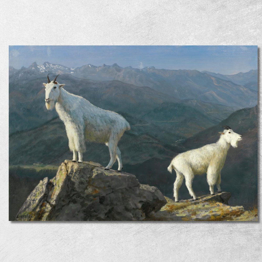 Capre Di Montagna Albert Bierstadt abr67 quadro stampato su tela Capre Di Montagna Albert Bierstadt abr67 quadro stampato su tela
