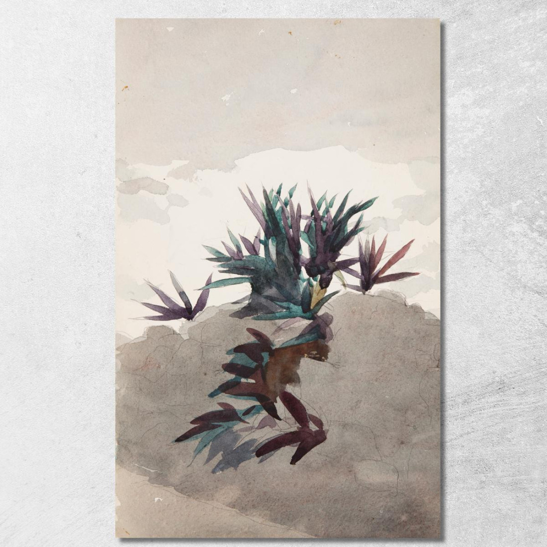 Hügel Mit Maguey-Büscheln Winslow Homer drucken auf leinwand Hügel Mit Maguey-Büscheln Winslow Homer drucken auf leinwand