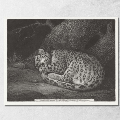 Un Leopardo Dormiente 1791 George Stubbs gst6 quadro stampato su tela