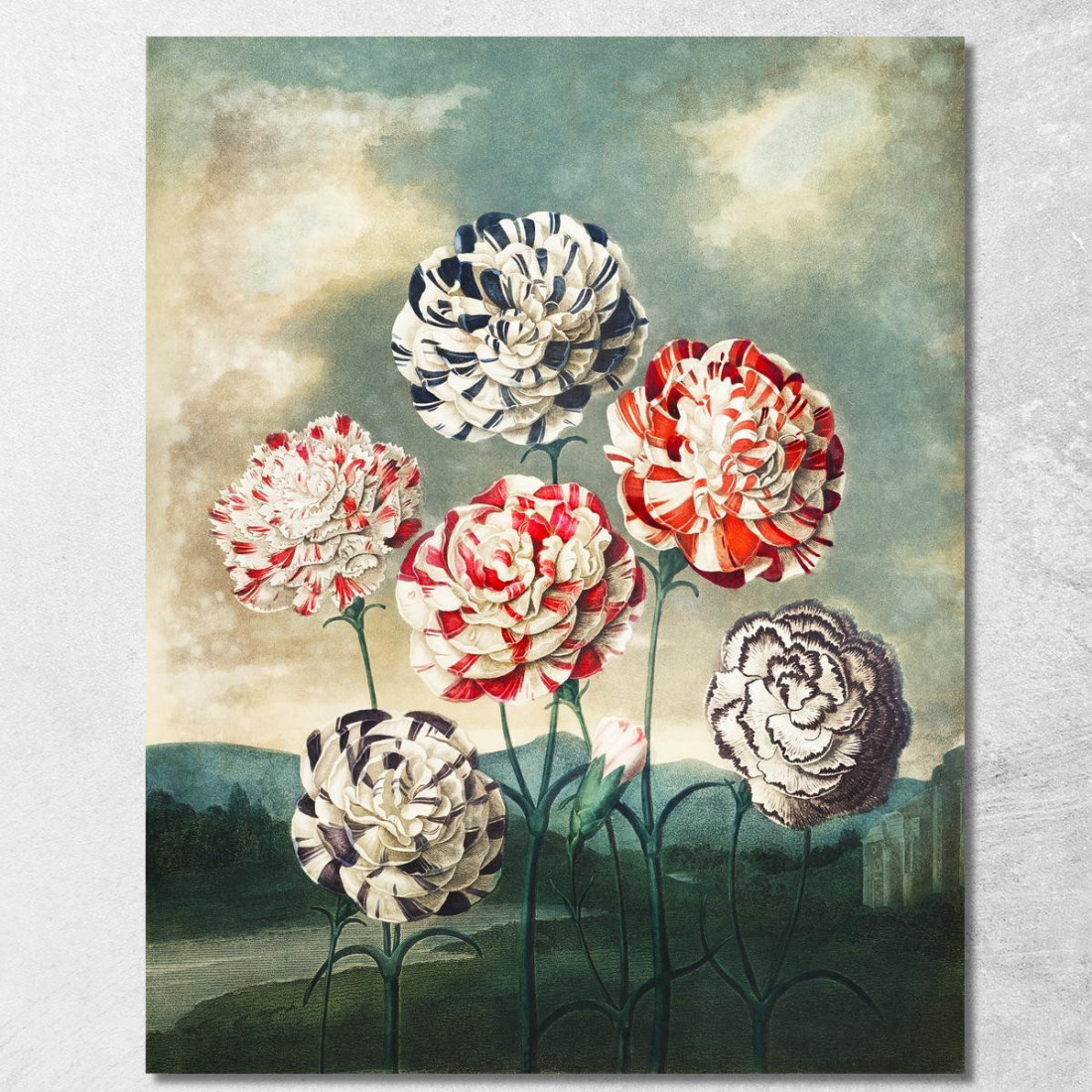 Un Gruppo Di Garofani Dal Tempio Di Flora Robert John Thornton rjt2 quadro stampato su tela Un Gruppo Di Garofani Dal Tempio Di Flora Robert John Thornton rjt2 quadro stampato su tela