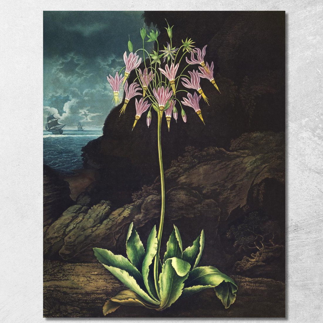 La Primula Americana Del Tempio Di Flora Robert John Thornton rjt14 quadro stampato su tela La Primula Americana Del Tempio Di Flora Robert John Thornton rjt14 quadro stampato su tela