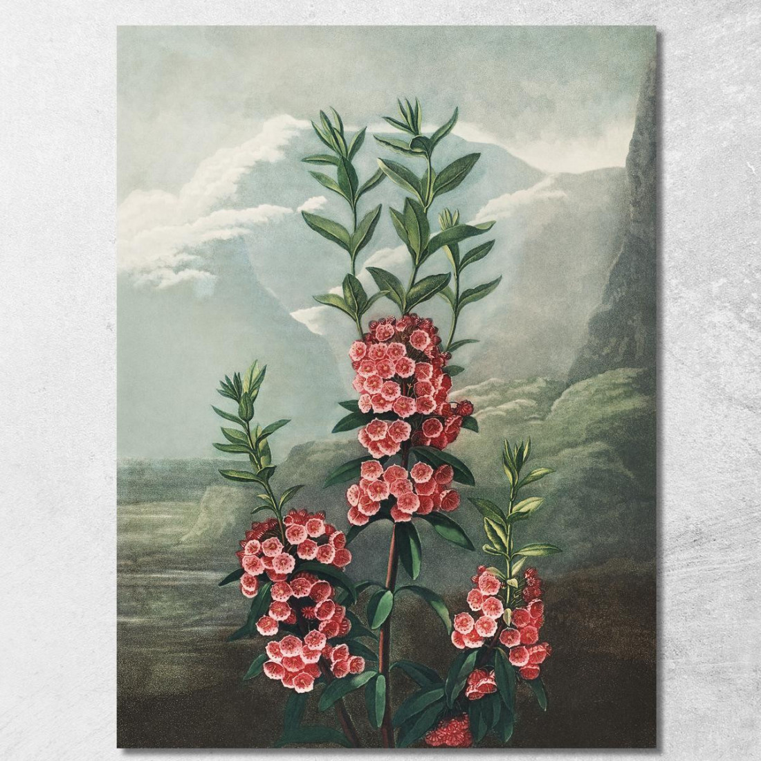 La Kalmia Dalle Foglie Strette Del Tempio Di Flora Robert John Thornton rjt19 quadro stampato su tela La Kalmia Dalle Foglie Strette Del Tempio Di Flora Robert John Thornton rjt19 quadro stampato su tela