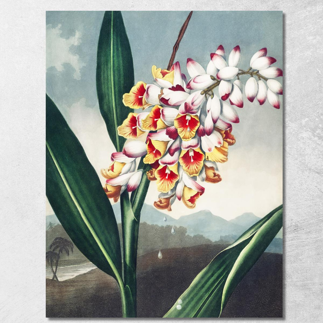 La Renealmia Annuente Dal Tempio Di Flora Robert John Thornton rjt21 quadro stampato su tela La Renealmia Annuente Dal Tempio Di Flora Robert John Thornton rjt21 quadro stampato su tela