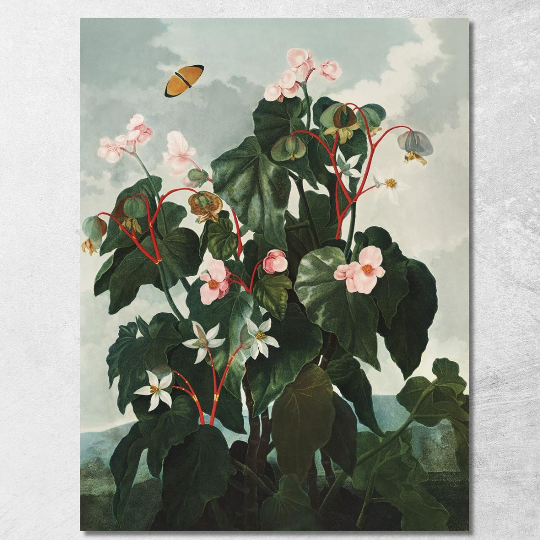 La Begonia Dalle Foglie Oblique Del Tempio Di Flora Robert John Thornton rjt22 quadro stampato su tela La Begonia Dalle Foglie Oblique Del Tempio Di Flora Robert John Thornton rjt22 quadro stampato su tela