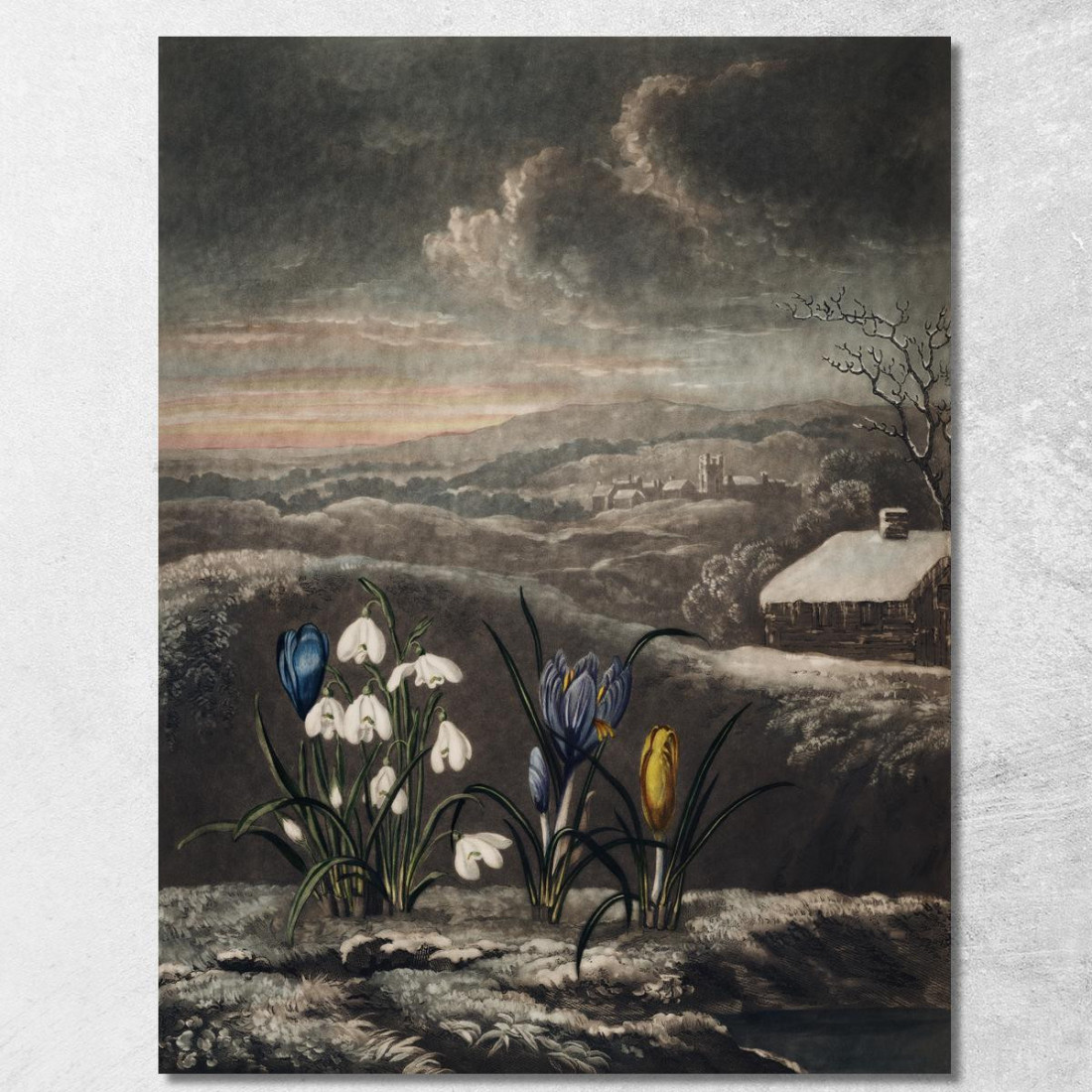 I Bucaneve Del Tempio Di Flora Robert John Thornton rjt30 quadro stampato su tela I Bucaneve Del Tempio Di Flora Robert John Thornton rjt30 quadro stampato su tela