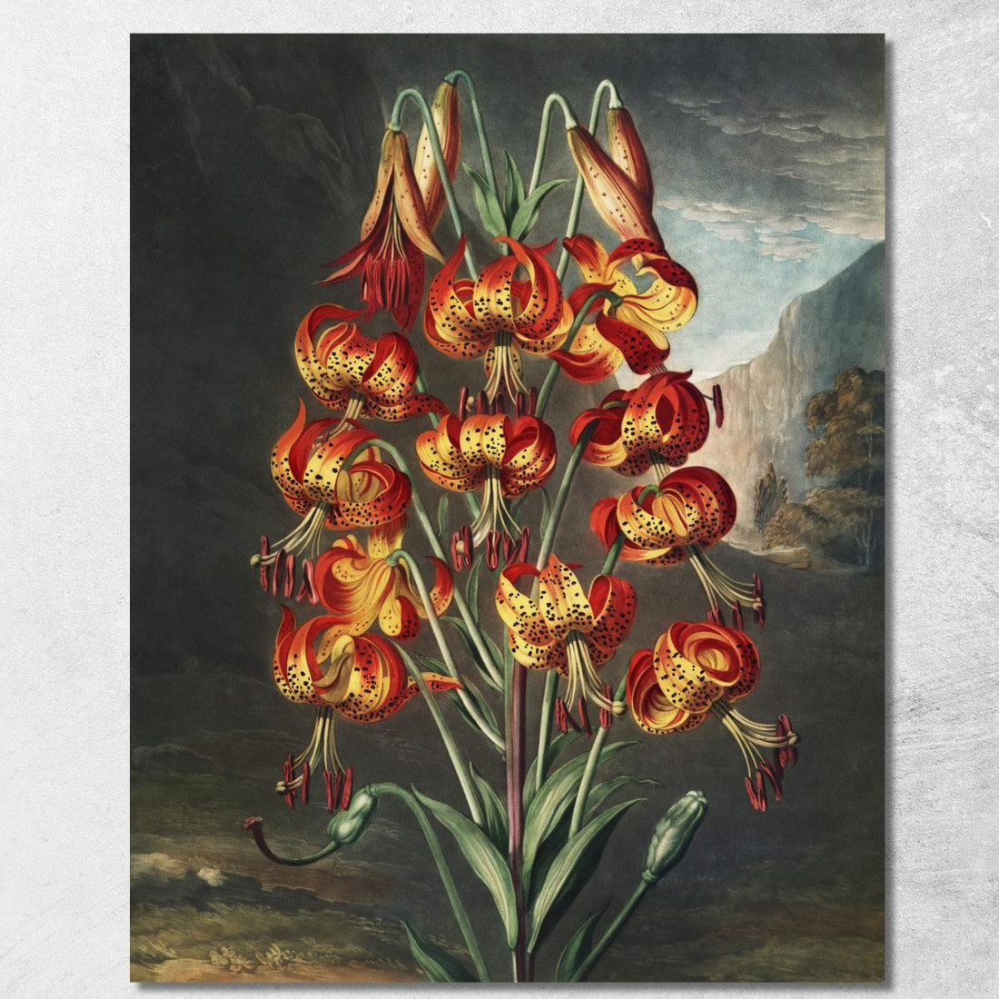 Il Superbo Giglio Del Tempio Di Flora Robert John Thornton rjt31 quadro stampato su tela Il Superbo Giglio Del Tempio Di Flora Robert John Thornton rjt31 quadro stampato su tela